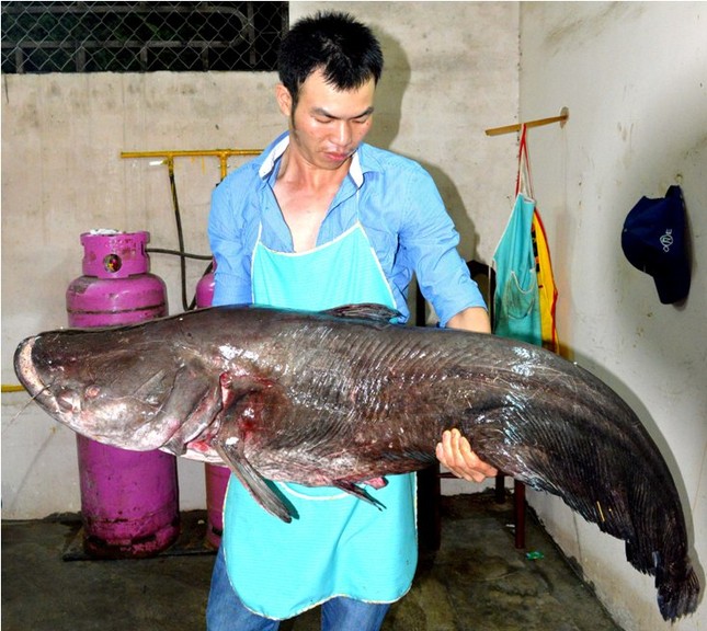 Cá Leo khổng lồ ở cửa sông giáp biên giới ảnh 2